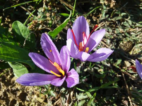 Flors de safrà - Autor: Joan Montagut El safrà és el protagonista de la festa